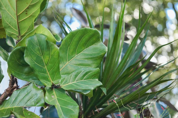 Fiddle leaf fig plant growing naturally outdoors in warm afternoon light