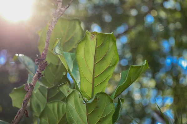 Fiddle leaf fig plant growing naturally outdoors in warm afternoon light