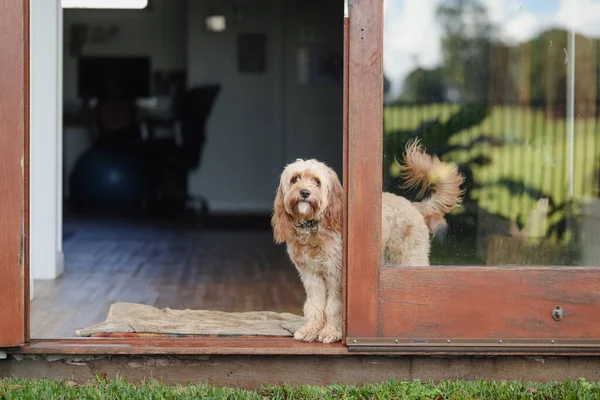 Cavoodle cins köpek içeride dikilip evin arka kapısına bakıyor.