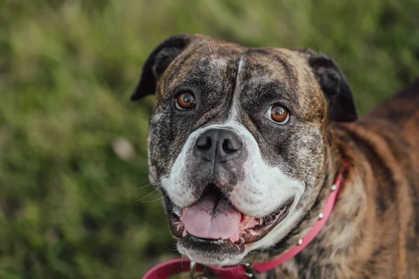 Verspielte Amerikanische Bulldogge Üppiger Parkanlage — Stockfoto