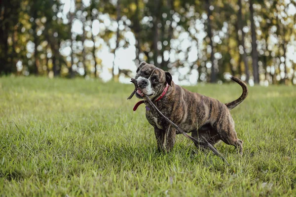 American Bulldog Giocare Prendere Parco Con Grande Bastone — Foto Stock