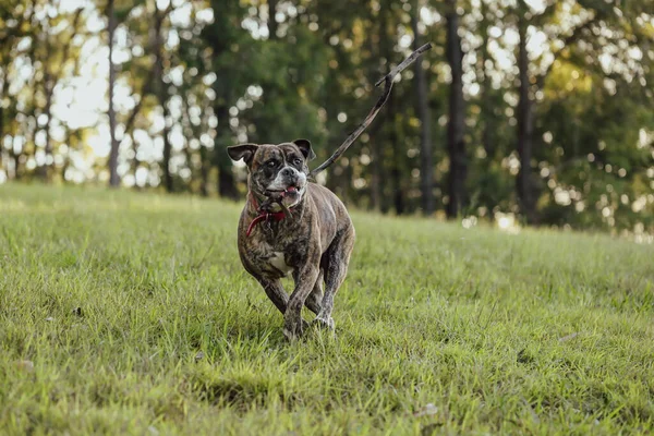 Amerikai Bulldog Játszik Letölteni Parkban Nagy Bottal — Stock Fotó