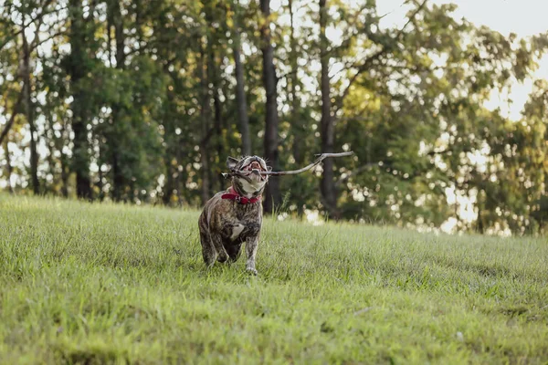 Amerikan Bulldog 'u parkta büyük bir sopayla yakalamaca oynuyor.