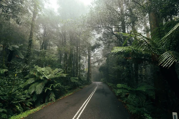 Estrada Nebulosa Floresta Tropical Montanha Dia Frio Inverno — Fotografia de Stock