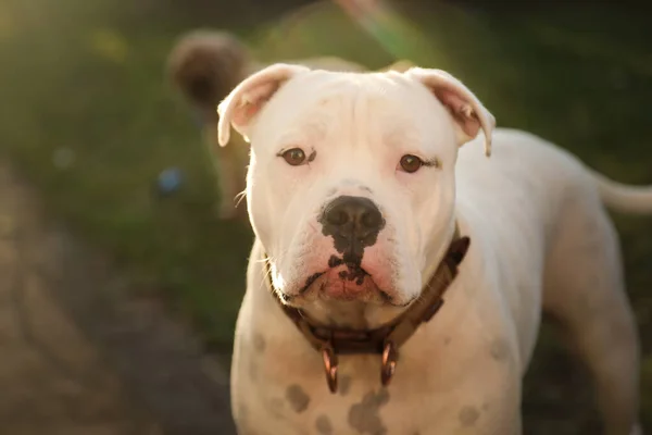 Szép Fehér Amerikai Bulldog Tenyészt Kutya Fürdött Arany Délután Fény — Stock Fotó
