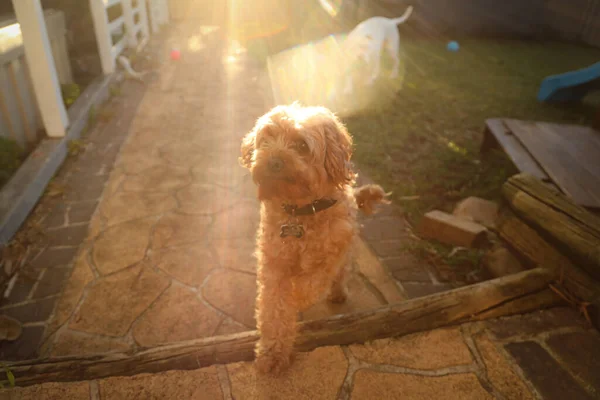 Cão Bonito Raça Cavoodle Banhado Luz Dourada Tarde — Fotografia de Stock