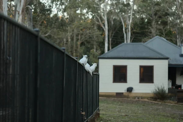 Suplhur Crested Cockatoos Австралійські Місцеві Птахи Збираються Задньому Паркані Басейну — стокове фото