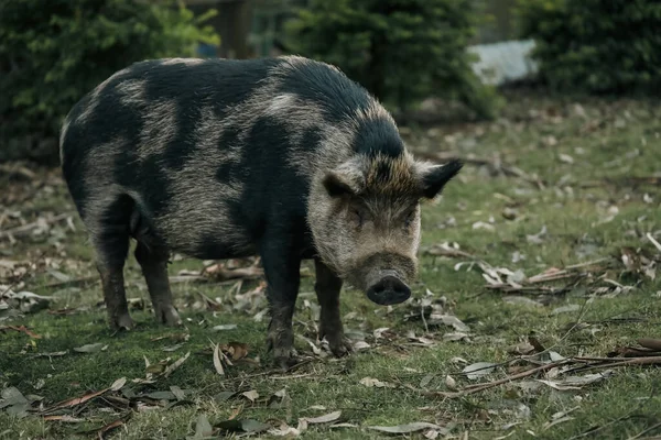Large Spotted Tame Pet Pig Australian Garden — Stock Photo, Image