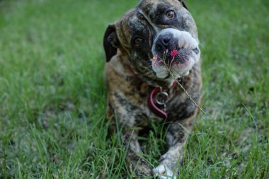 Güzel pembe çiçekle çimlerin üzerinde uzanan neşeli Amerikan Bulldog 'u