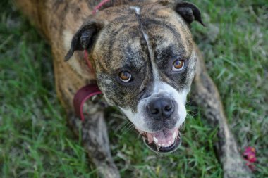 Çimlerin üzerinde açık hava parkında oyuncu Amerikan Bulldog 'u