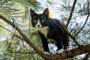Komik siyah-beyaz Maine Rakun cins kedisi ağaçtaki dala sıkışmış.