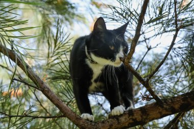 Komik siyah-beyaz Maine Rakun cins kedisi ağaçtaki dala sıkışmış.
