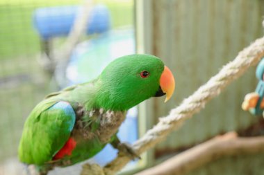 Meraklı erkek yeşil Eclectus Papağanı kuş kafesinde oturuyor.