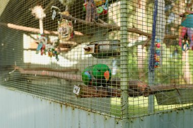 Meraklı erkek yeşil Eclectus Papağanı kuş kafesinde oturuyor.