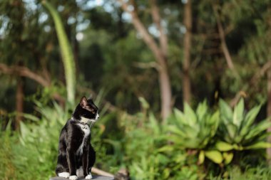 Yemyeşil bahçedeki taburede oturan siyah beyaz kedi.