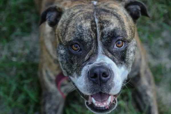 Verspielte Amerikanische Bulldogge Üppigen Outdoor Park Auf Gras — Stockfoto