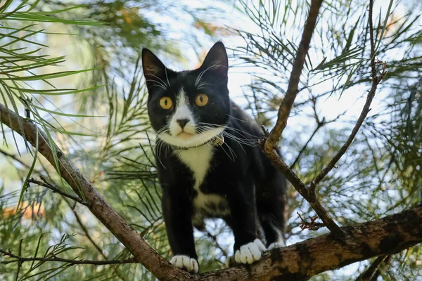 Legrační Černá Bílá Maine Mýval Plemeno Kočka Přilepená Větvi Stromu — Stock fotografie