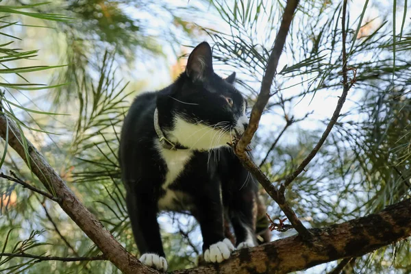 Drôle Noir Blanc Maine Coon Race Chat Coincé Sur Branche — Photo