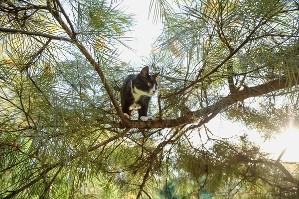 Lustige Schwarz Weiße Maine Coon Rasse Katze Steckt Auf Ast — Stockfoto