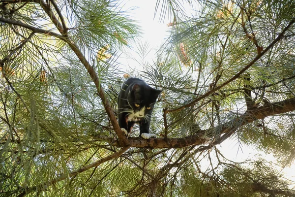 재미있는 나무에 고양이 — 스톡 사진