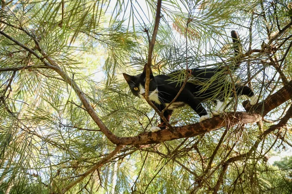 Legrační Černá Bílá Maine Mýval Plemeno Kočka Přilepená Větvi Stromu — Stock fotografie