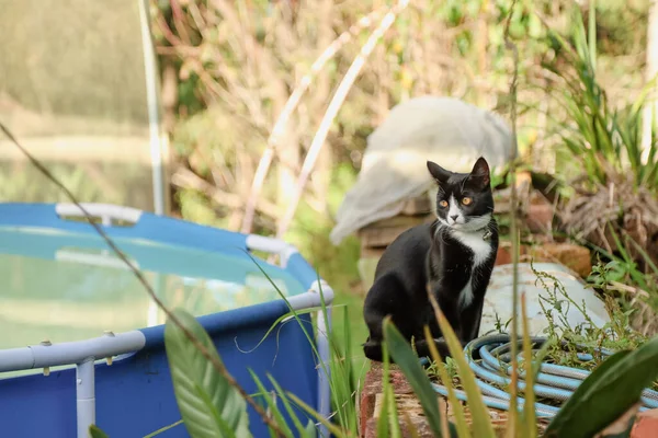 Černá Bílá Kočka Sedí Zahradě Vedle Dvorku Bazénu — Stock fotografie