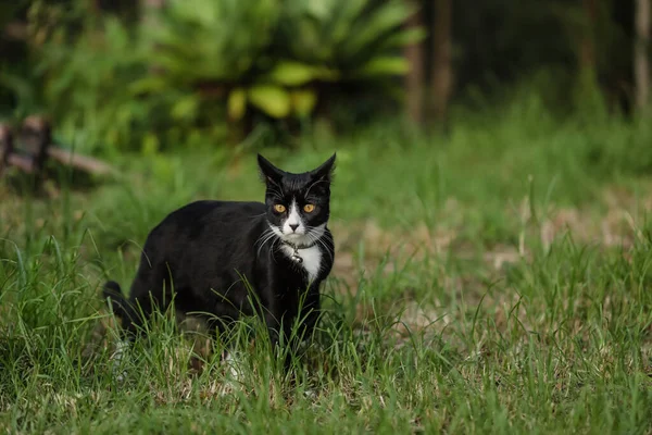노란색 고양이와 고양이가 정원을 거닐고 — 스톡 사진