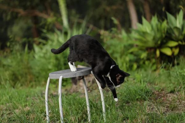 Chat Noir Blanc Sautant Des Selles Sur Herbe Verte — Photo