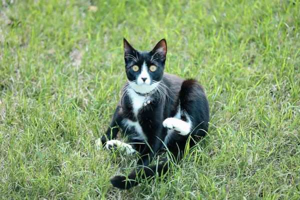 Černá Bílá Kočka Zářivýma Žlutýma Očima Sedící Bujné Zelené Trávě — Stock fotografie