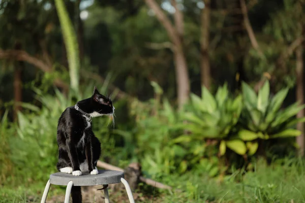 Black and white cat sitting on stool in lush green garden looking away