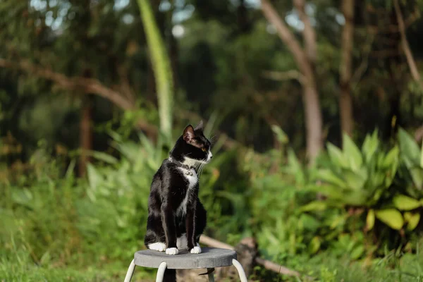 Chat Noir Blanc Assis Sur Tabouret Dans Jardin Verdoyant — Photo