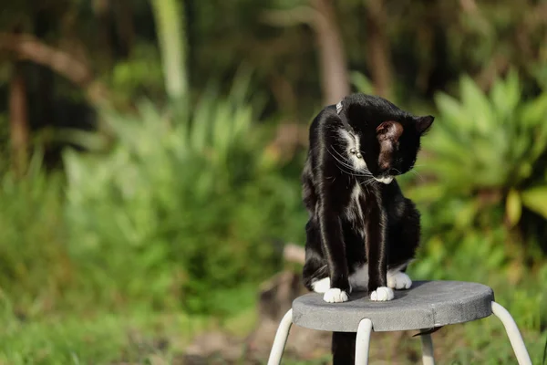 Chat Noir Blanc Assis Sur Tabouret Léchant Dans Jardin Verdoyant — Photo