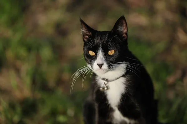 Černá Bílá Kočka Zářivýma Žlutýma Očima Objevující Svěží Zelenou Zahradu — Stock fotografie