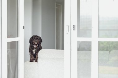 Siyah Cavoodle küçük melez köpek evdeki mobilyaların üzerinde oturuyor.