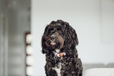 Black Cavoodle small cross breed dog sitting on furniture indoors at home