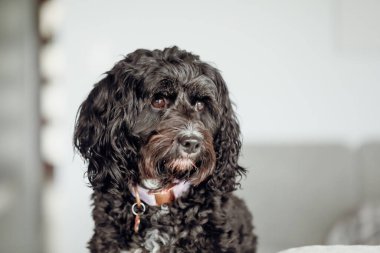 Black Cavoodle small cross breed dog sitting on furniture indoors at home