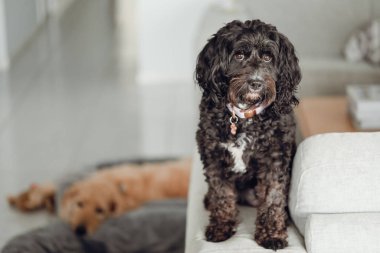 Siyah Cavoodle küçük melez köpek evdeki mobilyaların üzerinde oturuyor.