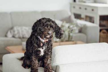 Siyah Cavoodle küçük melez köpek evdeki mobilyaların üzerinde oturuyor.