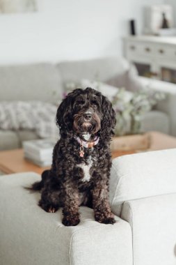 Black Cavoodle small cross breed dog sitting on furniture indoors at home