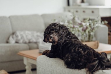 Black Cavoodle small cross breed dog sitting on furniture indoors at home