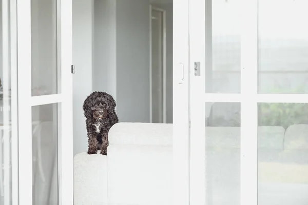 Black Cavoodle Kleiner Mischlingshund Sitzt Hause Auf Möbeln — Stockfoto