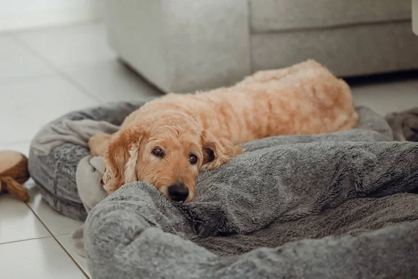 Yaşlı Golden Doodle (Groodle) köpeği evcil hayvan yatağında yatıyor.