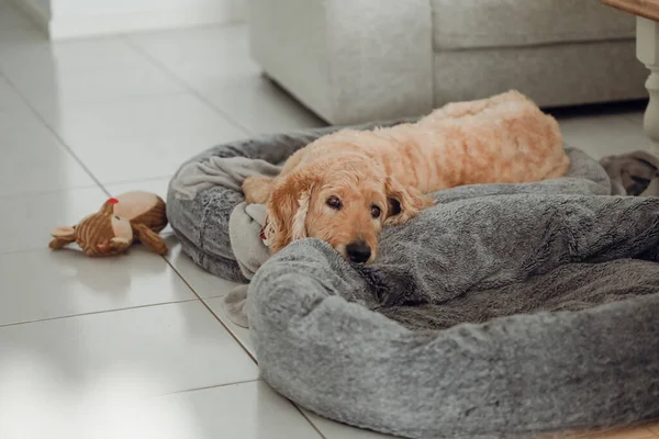 Elderly Golden Doodle ( Groodle ) dog lying on pet bed in home