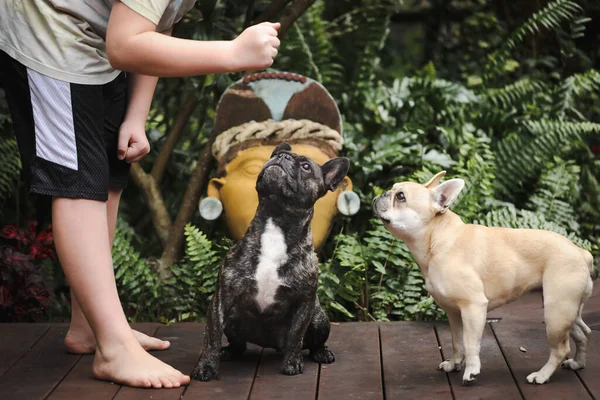 Obedience training with French Bulldogs, boy teaching two pet dogs to sit