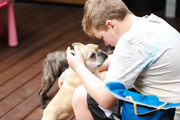 Boy Giving Affection French Bulldog Breed Dog Connection Animal Human —  Fotos de Stock
