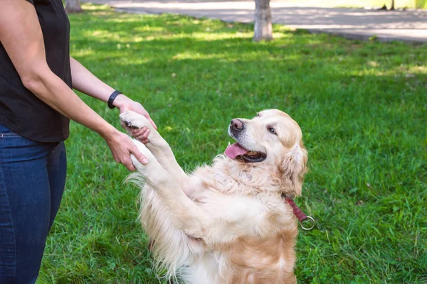 Ung Kvinna Håller Sin Hund Retriever Vid Framtassarna Utomhus — Stockfoto