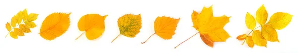 Different Autumn Leaves Isolated White Background Row Leaves White — Stock Photo, Image