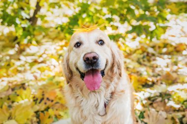 Golden Retriever doğada. Parkta sonbahar. Hayvan bakımı konsepti.