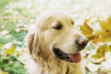 Sarı sonbahar yaprakları arasında av köpeğinin yakın çekimi..