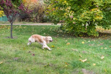 Güzel mutlu köpek Golden Retriever yazın doğada koşup oynuyor.